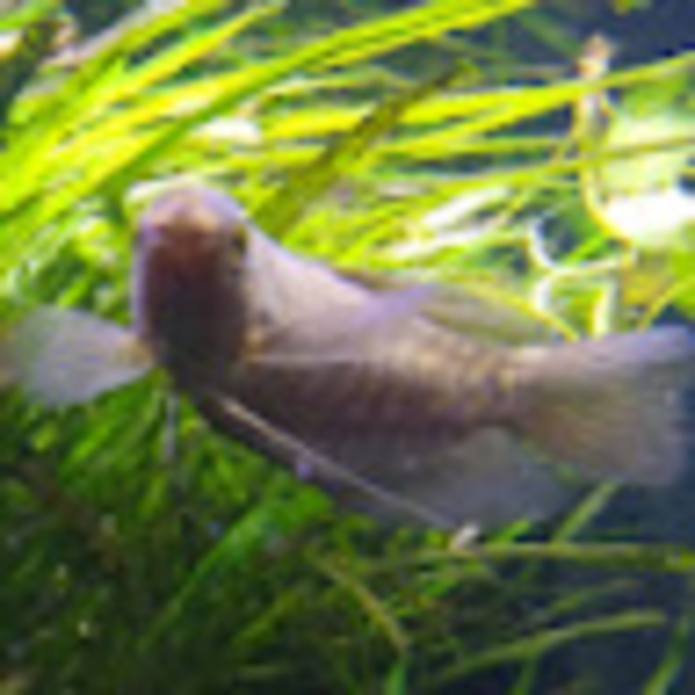 Meet your Posher, Summer